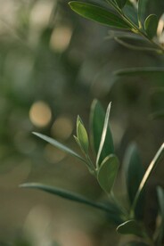 植物