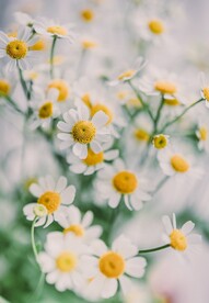 洋甘菊