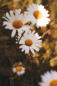 洋甘菊