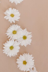 洋甘菊