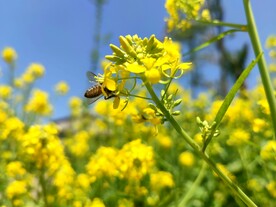 油菜花