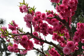 碧桃花