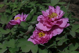 牡丹花 