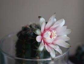仙人球的花