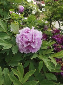 牡丹花实拍