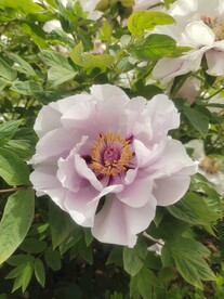 粉色洛阳牡丹花实拍