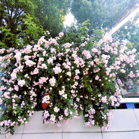 蔷薇花开