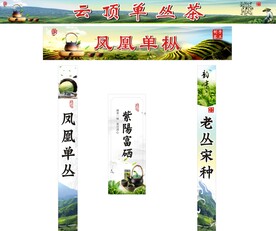 凤凰单丛茶山茶