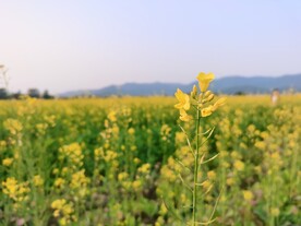 油菜花