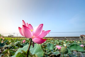 美丽荷花
