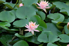 粉睡莲花