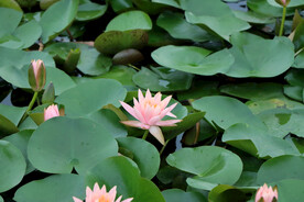 粉睡莲花