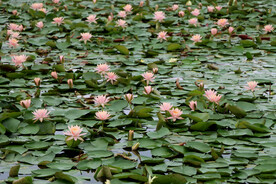 粉睡莲花