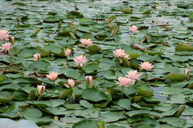 粉睡莲花