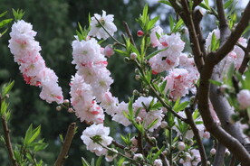 碧桃花