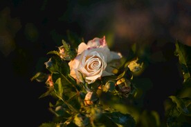 一朵玫瑰花