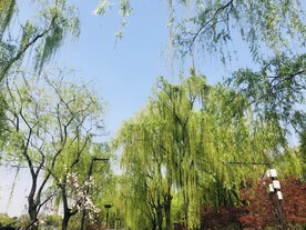 杭州西湖的垂柳