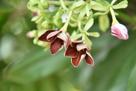 仪花