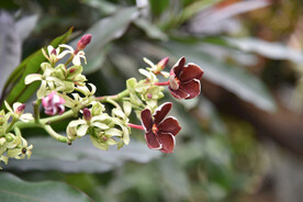 仪花