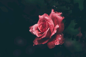 玫瑰花