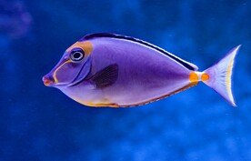 刺尾鱼