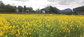 油菜