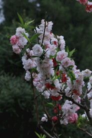 碧桃花 