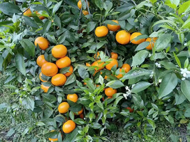 柑橘树
