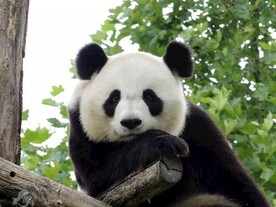 熊猫图片