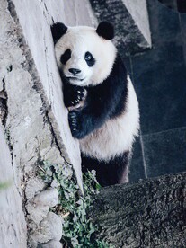 熊猫素材图