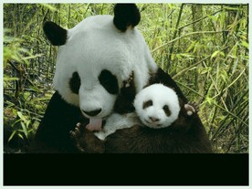 熊猫图片
