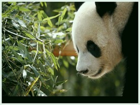 熊猫图片