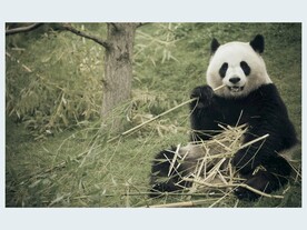 熊猫图片