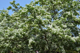 流苏树花