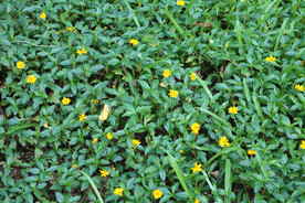 绿叶野菊花背景图绿色植物高清