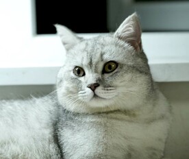 可爱猫咪凝视