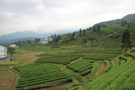 茶山  茶叶 武夷山 