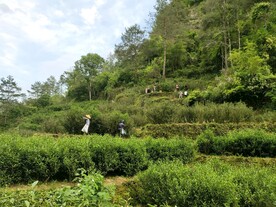 牛栏坑