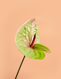花烛