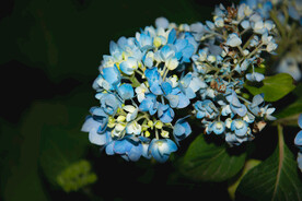 蓝色绣球花