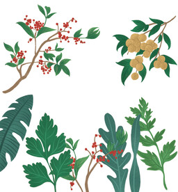 植物插画