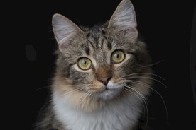 猫咪