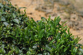 茶叶茶树