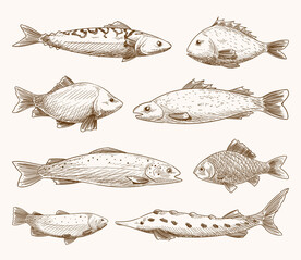 手绘鱼类