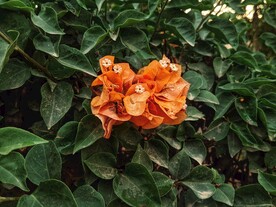 长瓣铁线莲