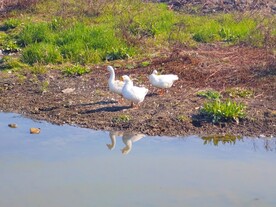 三只白鹅