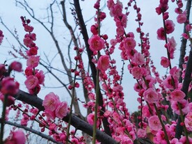 朱砂梅