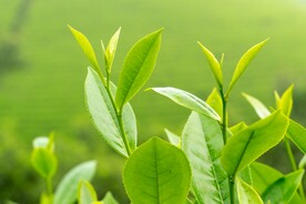 春茶