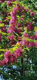紫槐花