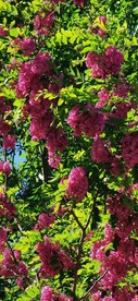 紫槐花